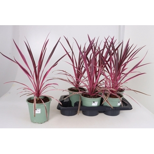 CORD AUS VARIEGAT
