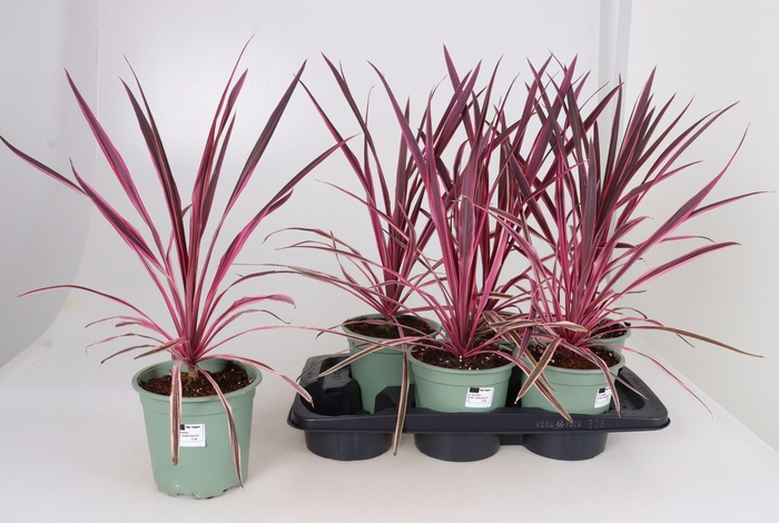 <h4>CORD AUS VARIEGAT</h4>