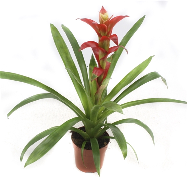 <h4>Guzmania Techno</h4>