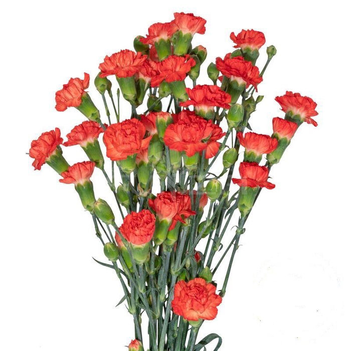 <h4>DI TR FIERO</h4>