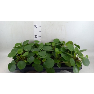 Pilea peperomioides