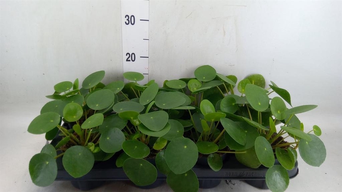 <h4>Pilea peperomioides</h4>