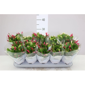 Schlumbergera Flame Duo Carnaval