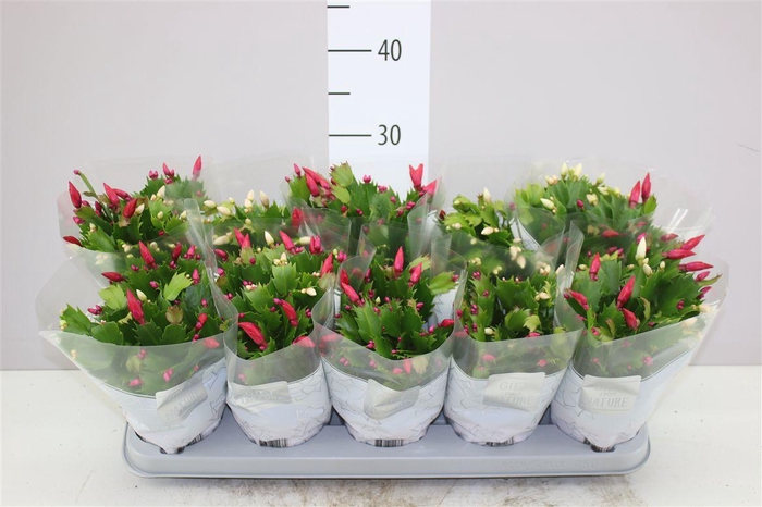 <h4>Schlumbergera Flame Duo Carnaval</h4>