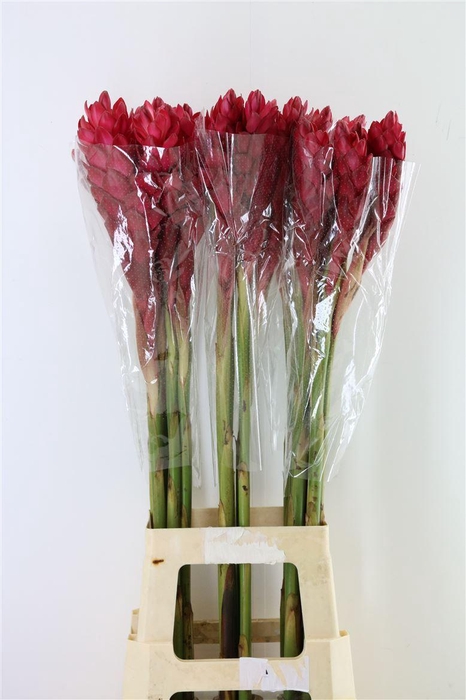 <h4>Alpinea Red L</h4>