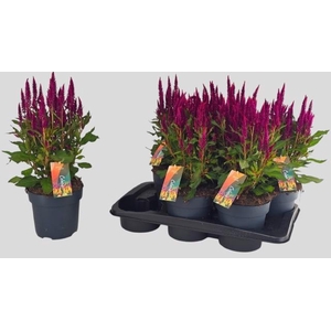 CEL PL KEL FIRE PURP