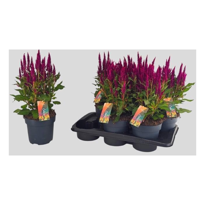 <h4>CEL PL KEL FIRE PURP</h4>