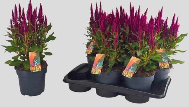 <h4>CEL PL KEL FIRE PURP</h4>