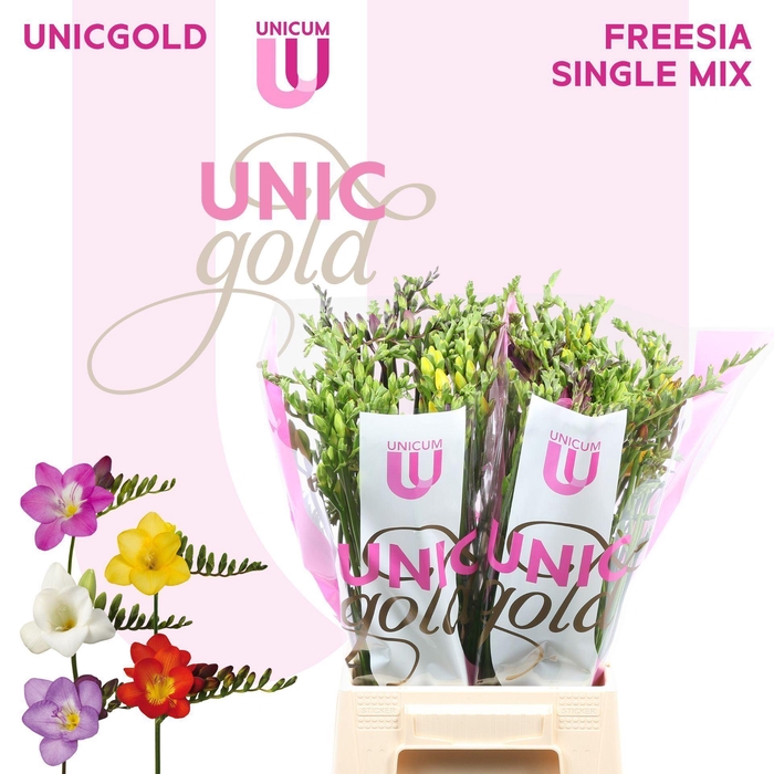 <h4>FREESIA EN   ...MIX</h4>
