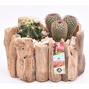 Druivenhout ovaal 21x14.5cm