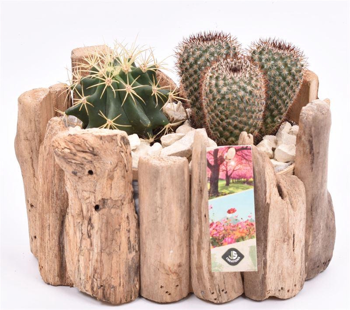 <h4>Druivenhout ovaal 21x14.5cm</h4>