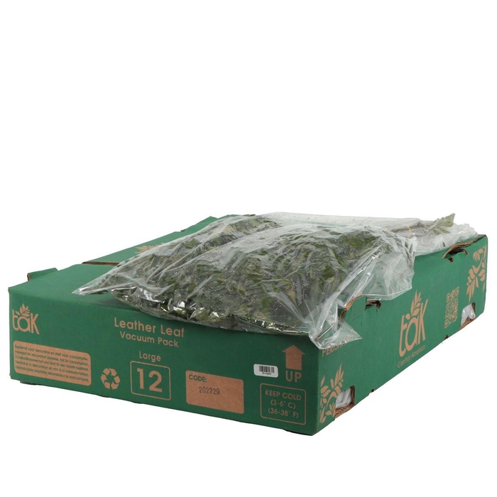 Lederv. Large Vacuum