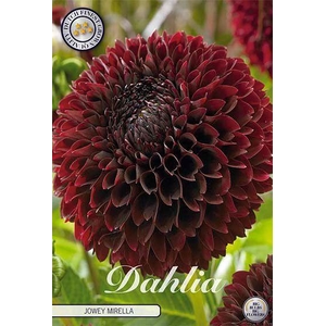 Dahlia Jowey Mirella x1