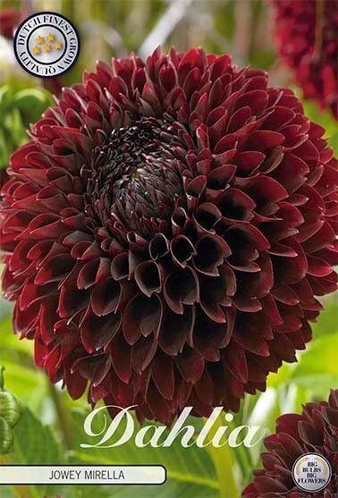 <h4>Dahlia Jowey Mirella x1</h4>