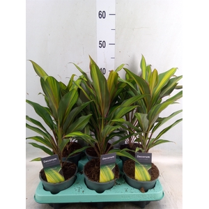 Cordyline fruti. 'Kiwi'