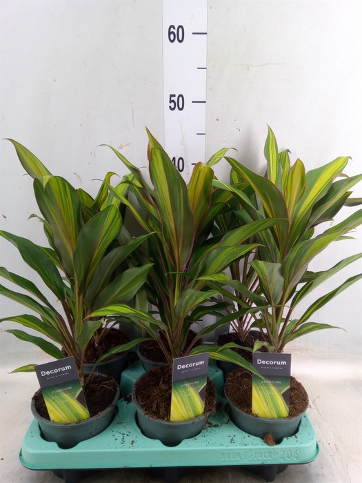 <h4>Cordyline fruti. 'Kiwi'</h4>