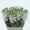 Matthiola Incana White