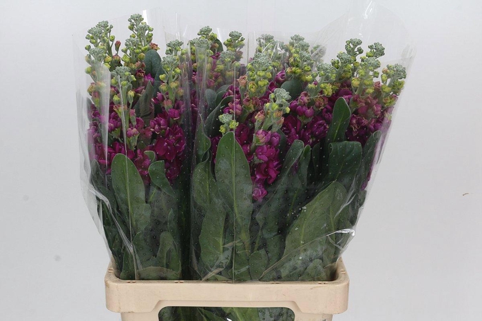 <h4>MATTH IRON ROSE</h4>