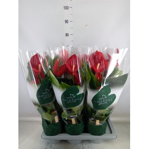 Anthurium andr. 'Melodia'