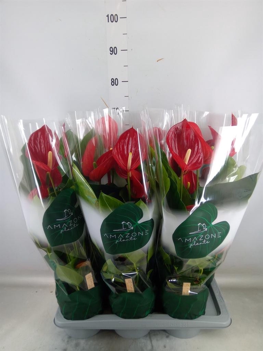 <h4>Anthurium andr. 'Melodia'</h4>