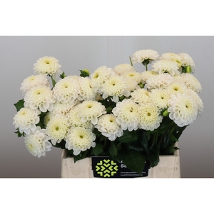 Dahlia Light Wizard