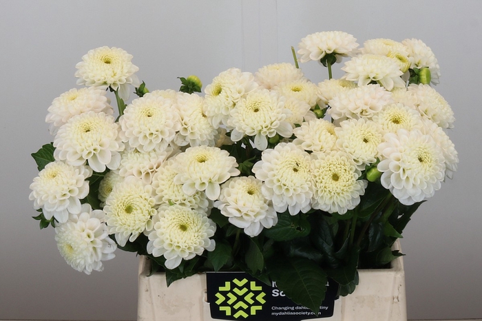 <h4>Dahlia Light Wizard</h4>