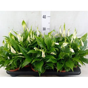 Spathiphyllum  'Chopin'