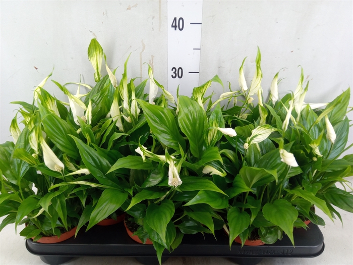 <h4>Spathiphyllum  'Chopin'</h4>