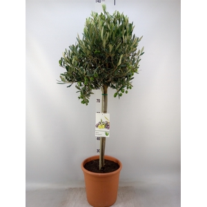 Olea europaea