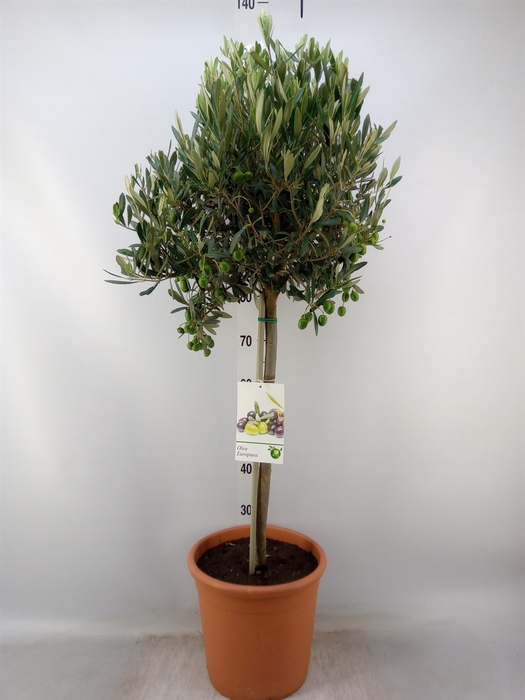 <h4>Olea europaea</h4>