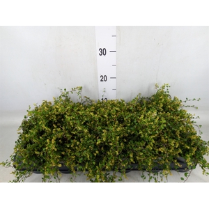 Muehlenbeckia com. 'Mao'ri'