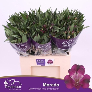 ALSTR MORADO
