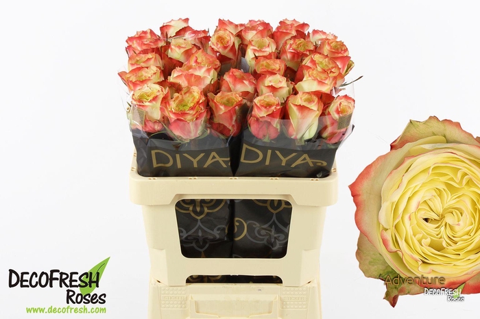 <h4>R Gr Adventure</h4>