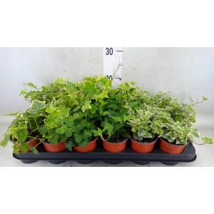 Hedera helix   ...mix 3