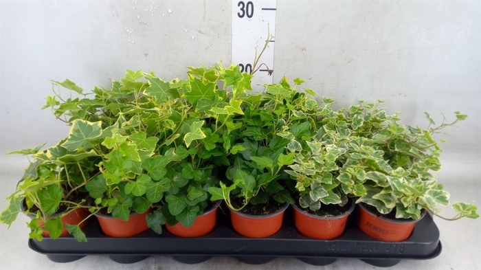 <h4>Hedera helix   ...mix 3</h4>