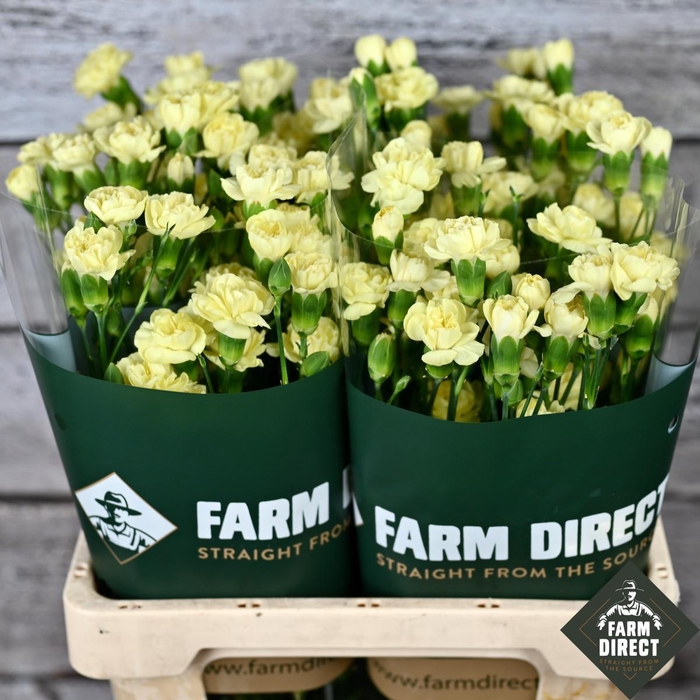 <h4>DI TR CAESAR YELLOW</h4>