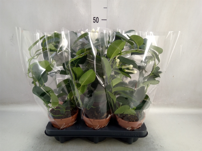 <h4>Stephanotis floribunda   ...</h4>