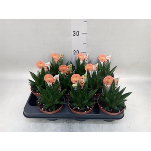 Aloe   ...