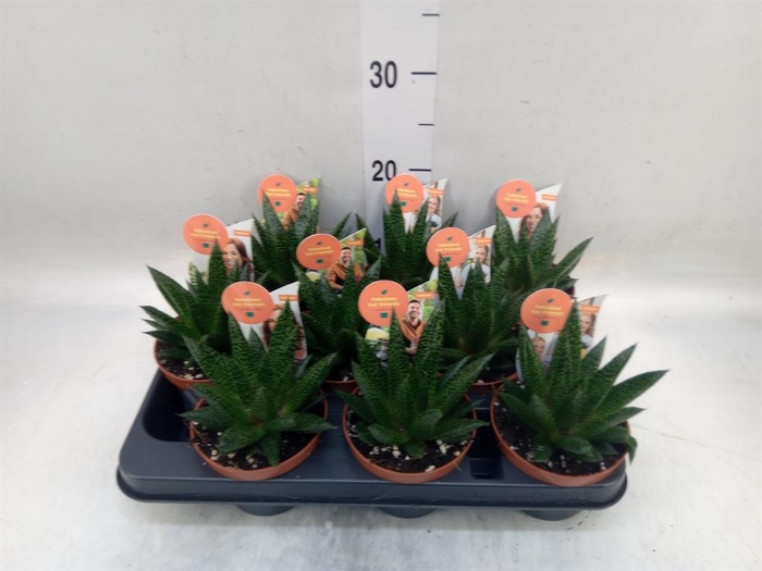 <h4>Aloe   ...</h4>