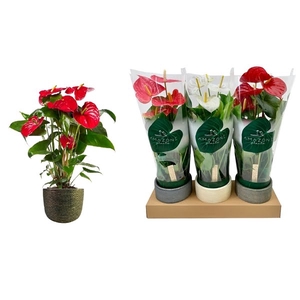 Anthurium Mix 14cm Luxe Keramiek