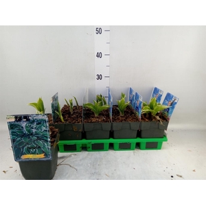 Hosta undulata 'Albomarginata'