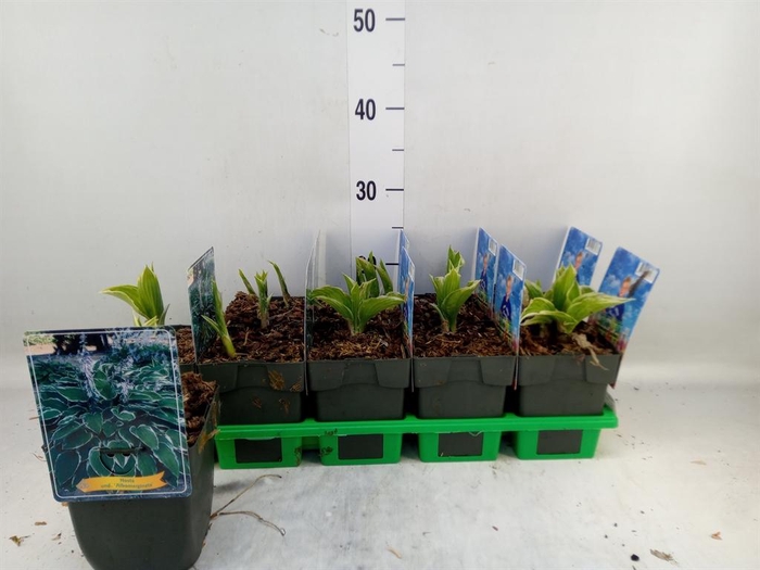 <h4>Hosta undulata 'Albomarginata'</h4>