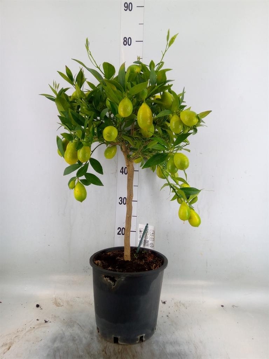 <h4>Citrus   ...</h4>