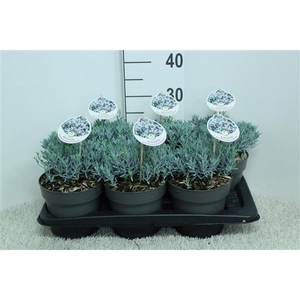 Andromeda pol. 'Blue Lagoon' P17 (potgekweekt)