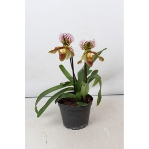 Paphiopedilum 2 tak 15 cm