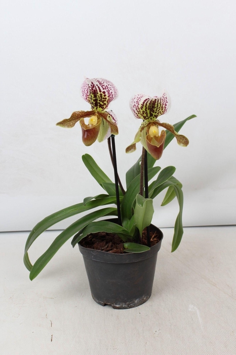 <h4>Paphiopedilum 2 tak 15 cm</h4>