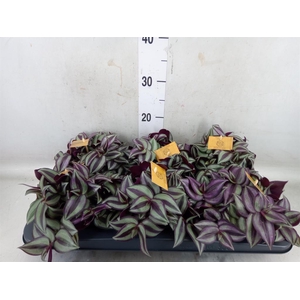 Tradescantia zebr. 'Purpusii'
