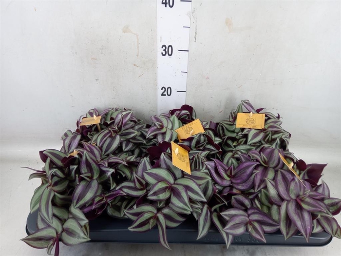 <h4>Tradescantia zebr. 'Purpusii'</h4>