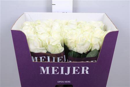 <h4>R Gr Avalanche+</h4>