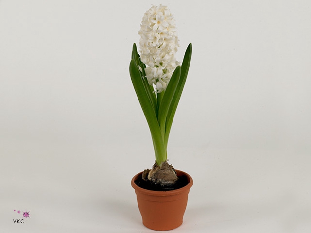 HYACIN FAIRY WHITE